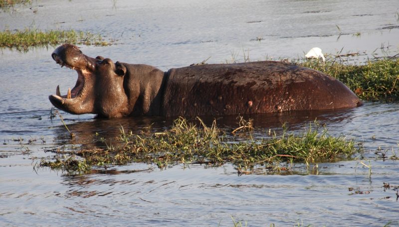 Okavango