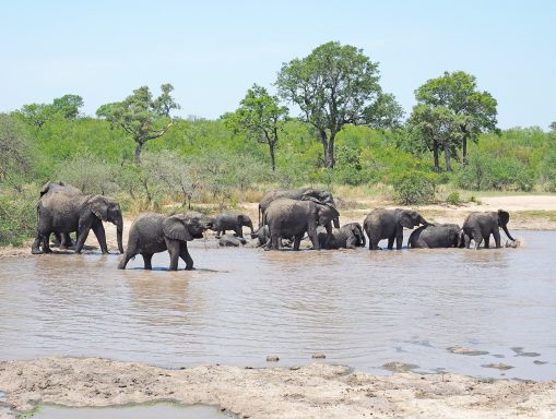 Kruger NP Zuid-Afrika