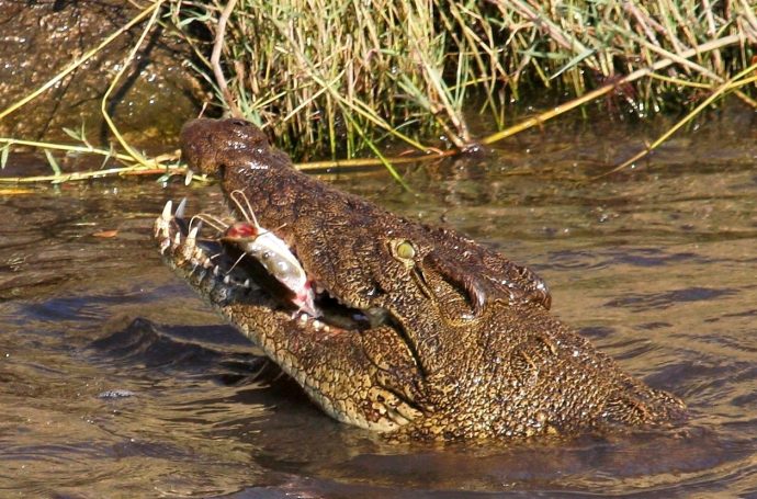 Okavango