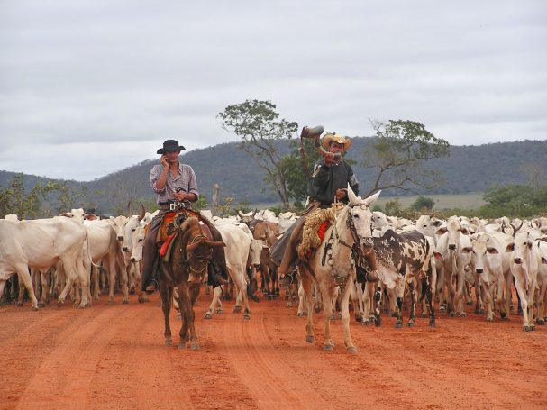 Pantanal, Brazilie