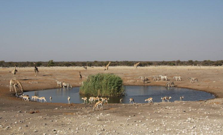 Etosha NP