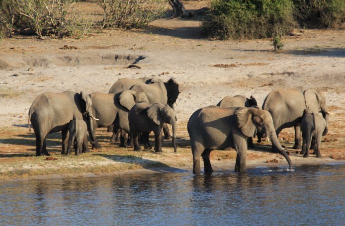 Chobe Botswana