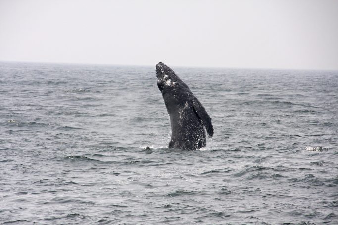 Humpback Whale in de baai van Banderas