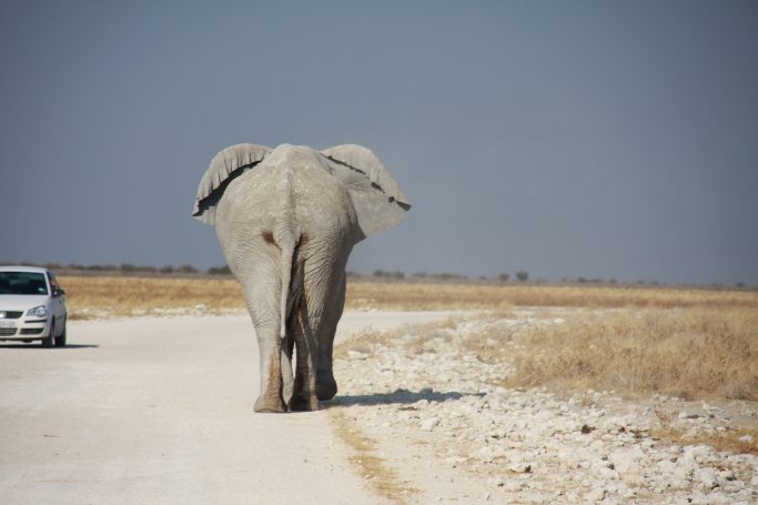 Etosha NP