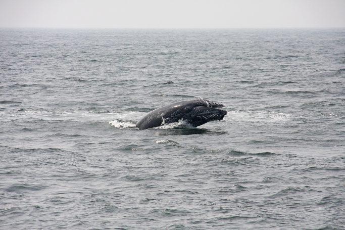 Humpback Whale in de baai van Banderas
