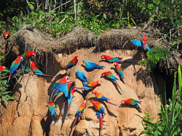 Amazoone, Puerto Maldonado, Peru