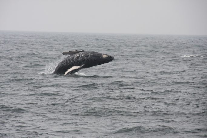 Humpback Whale in de baai van Banderas