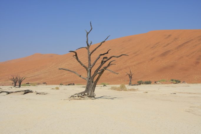 Dead Vlei