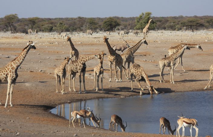 Etosha NP
