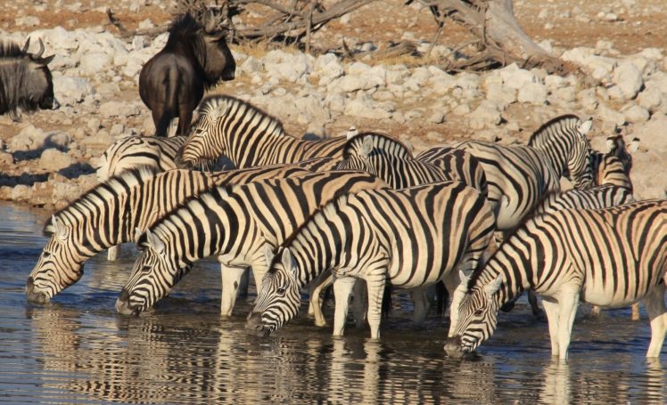 Etosha NP
