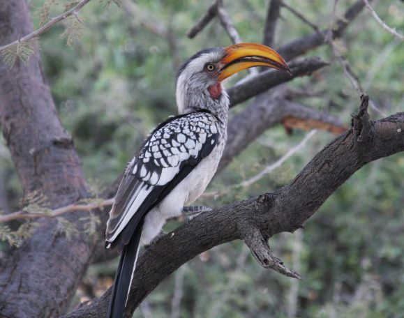 Etosha NP