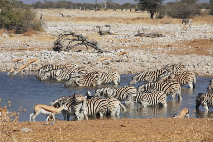 Etosha NP