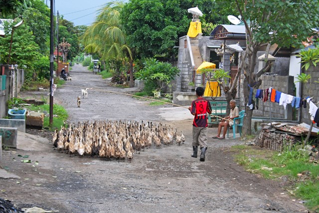 Bali